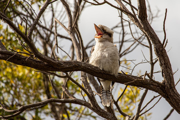 A Laughing Kookaburra Dacelo novaeguineae having a laugh