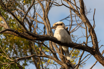 A Laughing Kookaburra Dacelo novaeguineae
