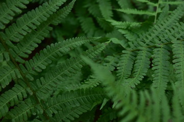 green fern