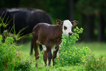 Calf on green grass field. Cow with dairy herd.