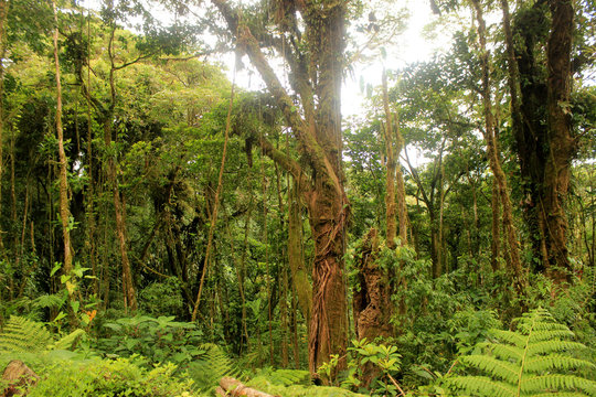 View on vegetation and lianes in a jungle in one of the country of the Equator line