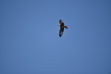 Rotmilan im Flug