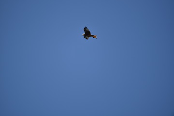Rotmilan im Flug