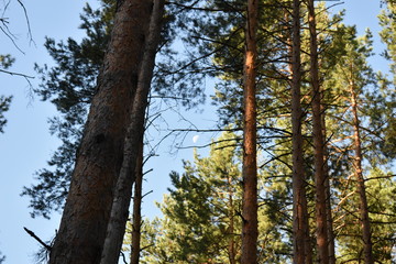 The moon in the forest