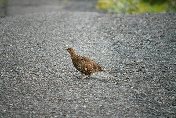 Small brown bird on a tarmac road in the countryside in Iceland
