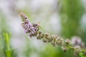 European bee collecting pollen on peppermint flower. Bee on flower close up.