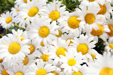 Fototapeta premium Bouquet of camomiles at sunlight. Natural cute background.