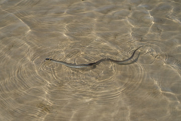 Not a venomous dark green snake (grass-snake), with yellow spots on its head, swims on transparent water. The grass snake (Natrix), sometimes called the ringed snake or water snake