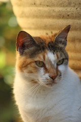 Fototapeta premium cat face close up beautiful in the grass nature