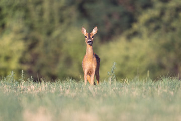 deer in the grass