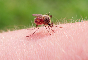 Close-up of a mosquito sucking blood. pain