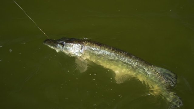 Fish on a hook. Сaught a pike. Fishing. Fish on the water surface. 