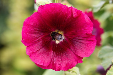 Biene auf einer Blüte
