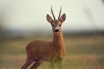 white tailed deer at golden hour