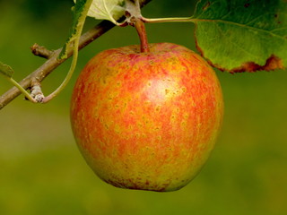Apfel close up