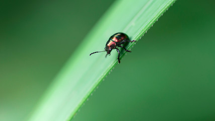 small black beetle on a leaf, macro photography, little but strong insect protected by a solid shell, nature scene and green background, tropical rainforest near Krabi, Thailand