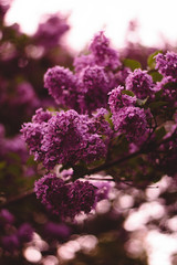 Obraz premium Beautiful lilac blooms in the botanical garden with bokeh