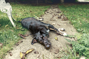 homeless stray dog with skin problem disease on street