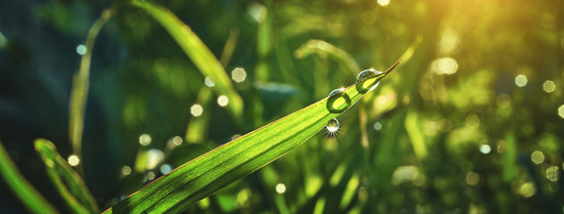 Beautiful artistic image of purity and freshness of nature, copy space.