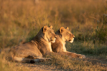 Fototapeta na wymiar Two lionesses lying down watching the sun setting in golden afternoon light in Khwai Botswana