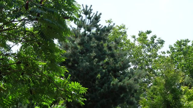 Japanese glauca pine surrounded by leafy trees. Japanese pine Glauka with beautiful branches sways from strong wind against background of blue cloudless sky. Close-up. Nature concept for design.
