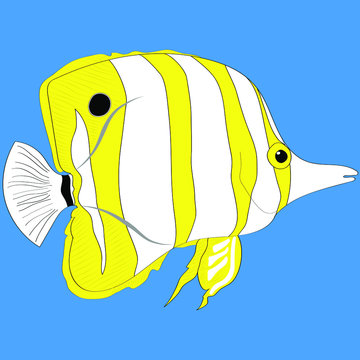 840 Koleksi Ikan Hias Air Laut Butterflyfish HD