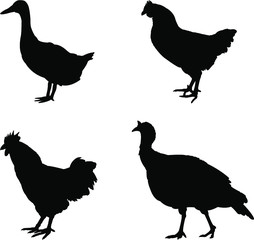 set of poultry silhouettes