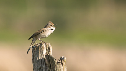 The Common whitethroat  (Curruca communis)