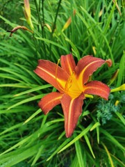 orange tiger lily