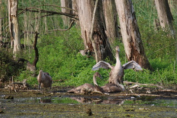 viele junge Schwäne am Ufer eines Gewässers