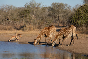 Two adult giraffe drinking at water's edge in Kruger Park South Africa