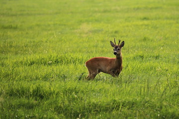 Rehbock auf einer Wiese
Capreolus capreolus
