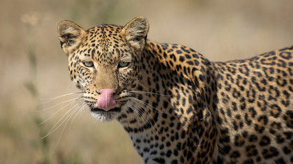 Adult leopard with long whiskers licking his lip in Khwai River Botswana