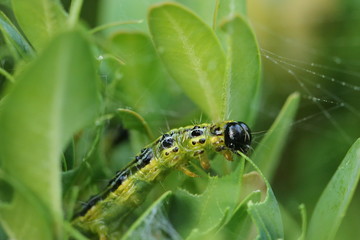 Raupe Schädling am Buchsbaum
Cydalima perspectalis im Buxus