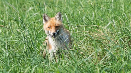 Naklejka na ściany i meble The red fox (Vulpes vulpes)