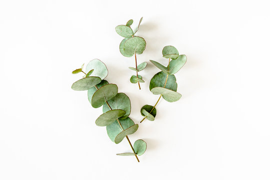 Fototapeta green leaves eucalyptus on white background. flat lay, top view