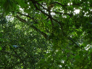 Fototapeta na wymiar grünes Blätterdach