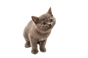 British shorthair kitten looking up isolated on white