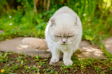 Naklejka na ściany i meble Funny short-haired domestic white kitten sneaking through green gerass backyard background. British cat walking outdoors in garden on summer day. Pet care health and animals concept.
