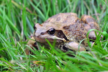The common frog (rana temporaria) or European common brown frog sitting in the grass.