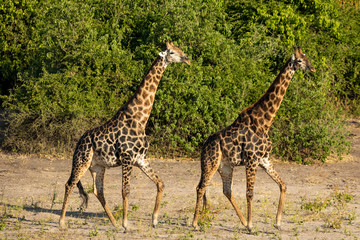 Two male giraffe walking in line with green bush in background in Chobe National Park