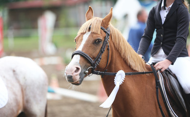 Head shot close up of a pretty horse with a red rosette on its bridle