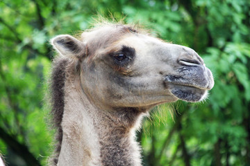 Obraz premium Kamel_Trampeltier