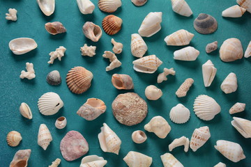 Sea shells on a sea wave color background. Summer vacation concept. Space for the text.
