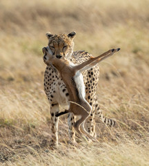 Female cheetah carrying her baby gazelle kill in Serengeti National Park Tanzania