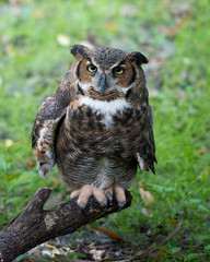Owl bird Stock Photos. Owl bird close-up profile view looking at the camera with a green blur background displaying its brown feathers plumage, eye, beak, talons. Picture. Portrait. Image.