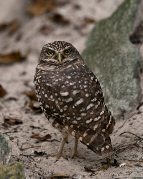 Owl bird Stock Photos. Close up on the ground enjoying its surrounding and environment displaying brown feather plumage, body, eyes, beak, feet with a blur background. Image. Picture. Portrait.