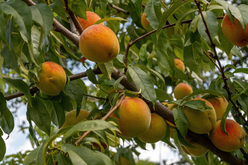 Ripe peach on tree.Peaches on the tree close up