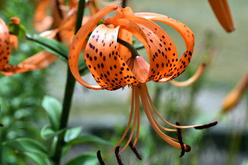 Blüten einer Tiger-Lilie © christiane65