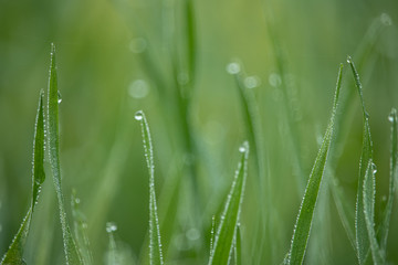 Fototapeta na wymiar grass with dew drops